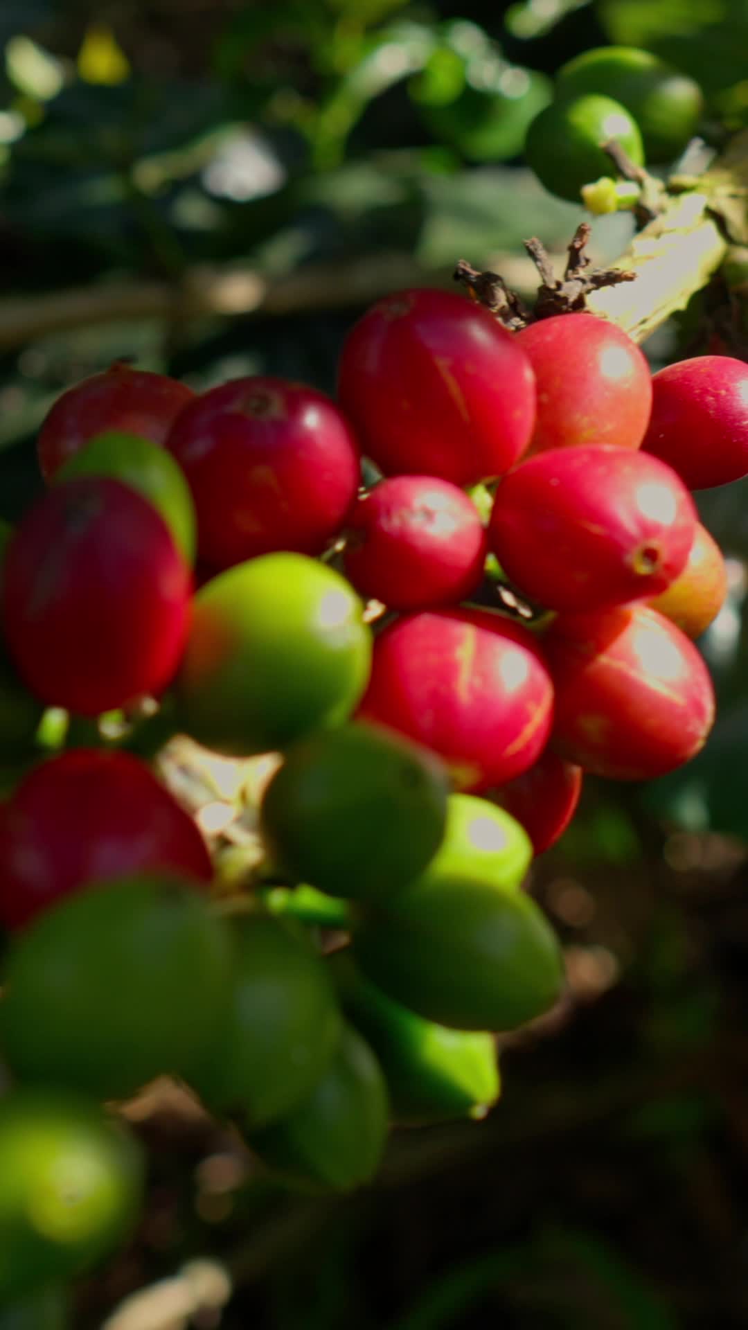 Ripe coffee cherries on the branch at Finca Las Brisas
