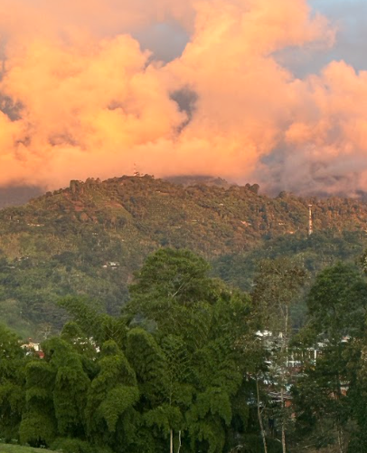 Quindío’s Coffee Culture