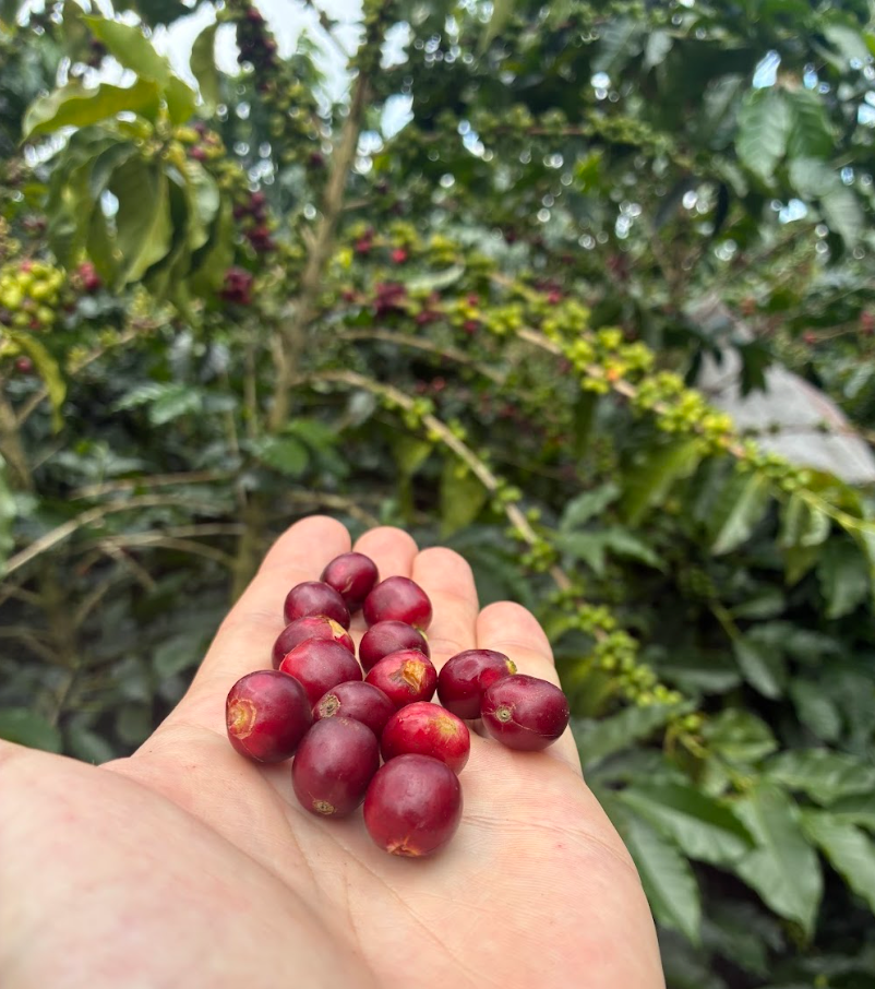 Why Great Coffee Grows in Quindío, Colombia