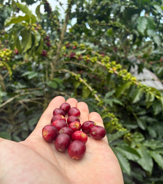 Why Great Coffee Grows in Quindío, Colombia