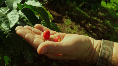 Freshly picked coffee cherries at Finca Las Brisas