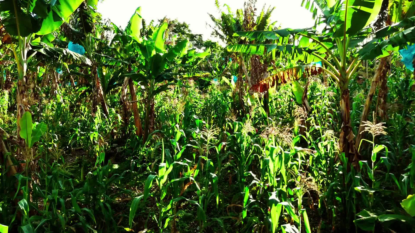 Intercropped coffee and plantain at Finca Las Brisas