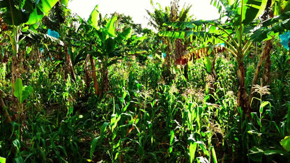 Intercropped coffee and plantain at Finca Las Brisas