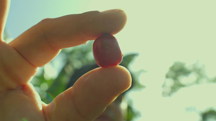 Ripe Geisha coffee cherry held to the sunlight at Finca Las Brisas