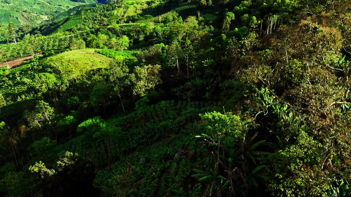 Coffee hillsides at Finca Las Brisas from above