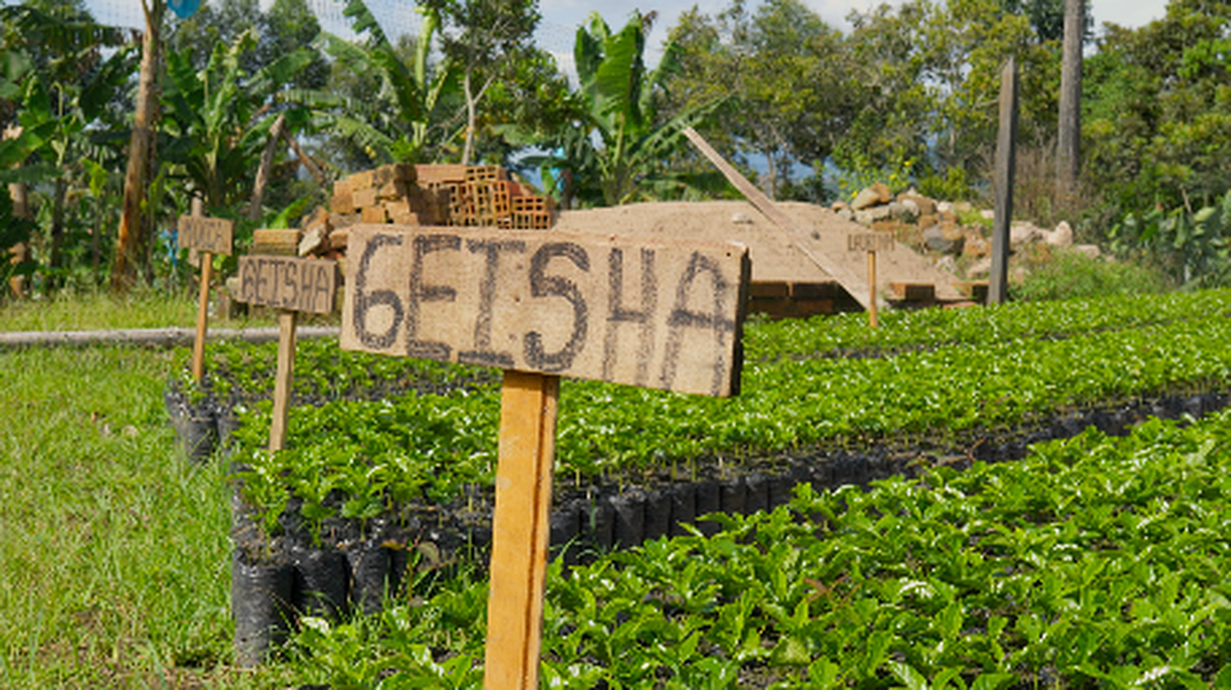 Geisha seedling sign at the Finca Las Brisas nursery