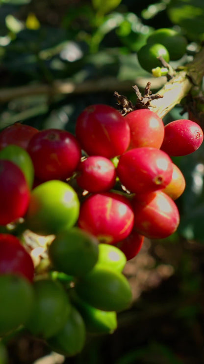 Ripe coffee cherries on the branch at Finca Las Brisas